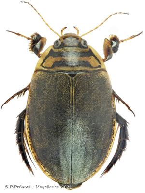 <i>Acilius sulcatus</i> (Linnaeus, 1758) © P.Prévost - Magellanes 2021