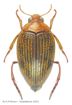 <i>Haliplus ruficollis</i> (De Geer, 1774) © P.Prévost - Magellanes 2021