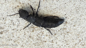 <i>Ocypus olens</i> (O.F. Müller, 1764) © Patrick Moulin