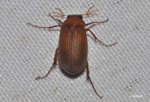 <i>Serica brunnea</i> (Linnaeus, 1758) © J. Touroult