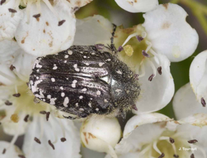 <i>Oxythyrea funesta</i> (Poda, 1761) © J. Touroult