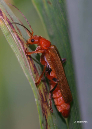 <i>Cantharis livida</i> Linnaeus, 1758 © J. Thévenot