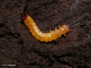 <i>Pyrochroa coccinea</i> (Linnaeus, 1761) © B. Calmont