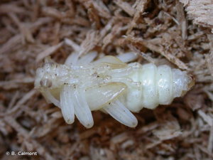 <i>Rhagium mordax</i> (De Geer, 1775) © B. Calmont