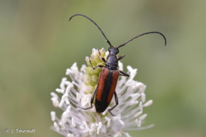 <i>Stenurella melanura</i> (Linnaeus, 1758) © J. Touroult