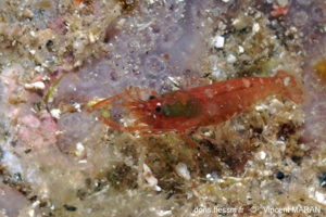 <i>Athanas nitescens</i> (Leach, 1813) © doris.ffessm.fr © Vincent MARAN