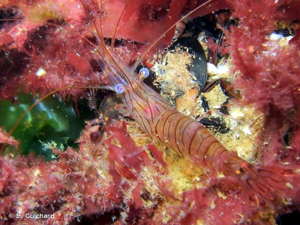 <i>Palaemon serratus</i> (Pennant, 1777) © B. Guichard