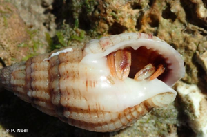 <i>Pagurus bernhardus</i> (Linnaeus, 1758) © P. Noël