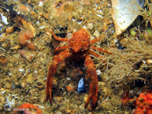 <i>Galathea squamifera</i> Leach, 1814 © B. Guichard