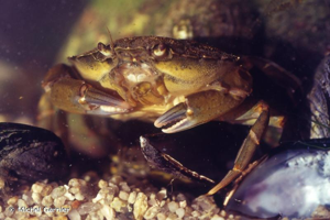 <i>Carcinus maenas</i> (Linnaeus, 1758) © Michel Garnier