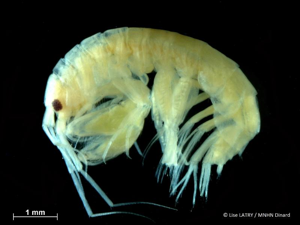<i>Cheirocratus intermedius</i> G.O. Sars, 1895 © L. Latry - MNHN Dinard
