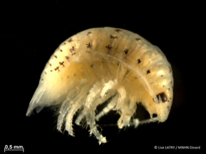 <i>Eurydice pulchra</i> Leach, 1815 © L. Latry - MNHN Dinard