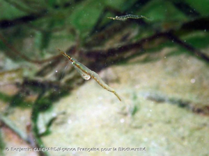 <i>Neomysis integer</i> (Leach, 1814) © Benjamin GUICHARD/Agence Française pour la Biodiversité