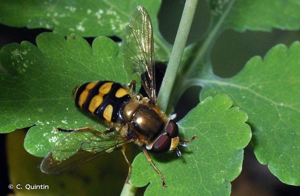<i>Eupeodes latifasciatus</i> (Macquart, 1829) © C. Quintin