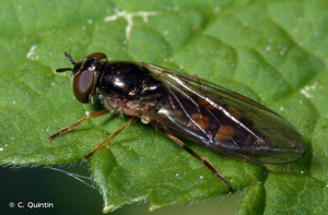 <i>Melanostoma mellinum</i> (Linnaeus, 1758) © C. Quintin