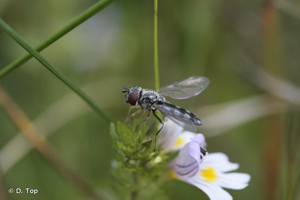 <i>Platycheirus albimanus</i> (Fabricius, 1781) © D. Top