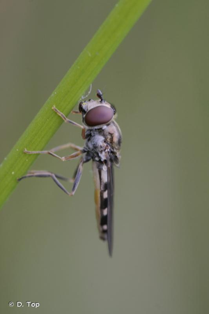<i>Platycheirus peltatus</i> (Meigen, 1822) © D. Top