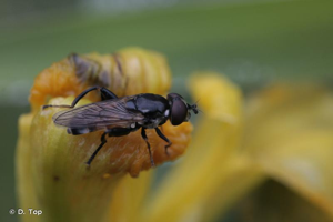 <i>Tropidia scita</i> (Harris, 1780) © D. Top