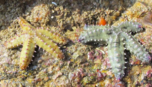 <i>Marthasterias glacialis</i> (Linnaeus, 1758) © A. Badou
