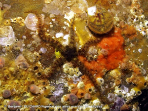<i>Ophiothrix fragilis</i> (Abildgaard <i>in</i> O.F. Müller, 1789) © Benjamin GUICHARD/Agence des aires marines protégées