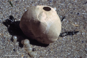 <i>Echinocardium cordatum</i> (Pennant, 1777) © Michel Garnier