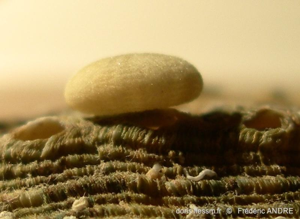 <i>Echinocyamus pusillus</i> (O.F. Müller, 1776) © doris.ffessm.fr © Frédéric ANDRE