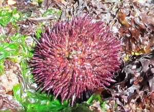 <i>Psammechinus miliaris</i> (P.L.S. Müller, 1771) © A. Badou