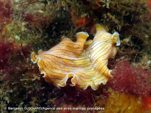 <i>Prostheceraeus vittatus</i> (Montagu, 1815) © Benjamin GUICHARD/Agence des aires marines protégées