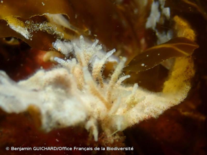 <i>Tubulipora plumosa</i> Thompson <i>in</i> Harmer, 1898 © Benjamin GUICHARD/Office Français de la Biodiversité