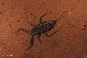 <i>Nepa cinerea</i> Linnaeus, 1758 © J. ICHTER