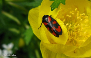 <i>Cercopis vulnerata</i> Rossi, 1807 © F. Michalke
