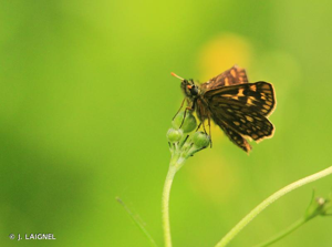 <i>Carterocephalus palaemon</i> (Pallas, 1771) © J. LAIGNEL