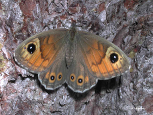 <i>Lasiommata maera</i> (Linnaeus, 1758) © A. Horellou