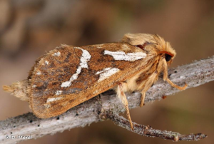 <i>Korscheltellus lupulinus</i> (Linnaeus, 1758) © D. Morel