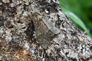 <i>Notodonta torva</i> (Hübner, 1803) © J. Touroult