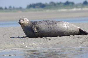 <i>Phoca vitulina</i> Linnaeus, 1758 © P. Gourdain