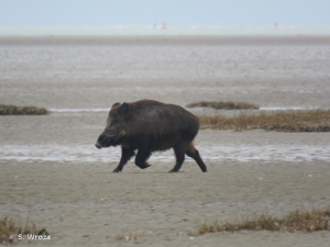 <i>Sus scrofa scrofa</i> Linnaeus, 1758 © S. Wroza