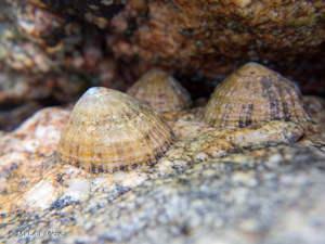 <i>Patella vulgata</i> Linnaeus, 1758 © M. La Rivière