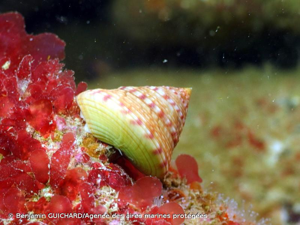 <i>Calliostoma zizyphinum</i> (Linnaeus, 1758) © Benjamin GUICHARD/Agence des aires marines protégées