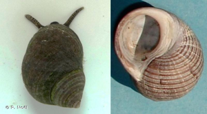 <i>Littorina littorea</i> (Linnaeus, 1758) © P. Noël