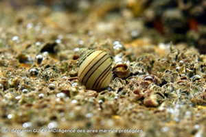 <i>Littorina saxatilis</i> (Olivi, 1792) © Benjamin GUICHARD/Agence des aires marines protégées