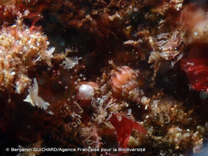 <i>Rissoa parva</i> (da Costa, 1778) © Benjamin GUICHARD/Agence Française pour la Biodiversité