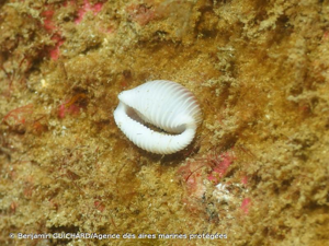 <i>Trivia arctica</i> (Pulteney, 1799) © Benjamin GUICHARD/Agence des aires marines protégées