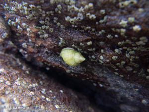 <i>Nucella lapillus</i> (Linnaeus, 1758) © M. La Rivière