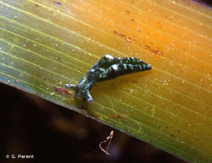 <i>Elysia viridis</i> (Montagu, 1804) © G. Parent