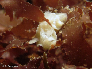 <i>Goniodoris nodosa</i> (Montagu, 1808) © T. Desvignes