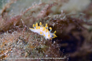 <i>Limacia clavigera</i> (O.F. Müller, 1776) © Benjamin GUICHARD/Agence des aires marines protégées