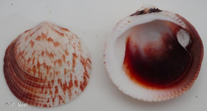 <i>Glycymeris glycymeris</i> (Linnaeus, 1758) © P. Noël