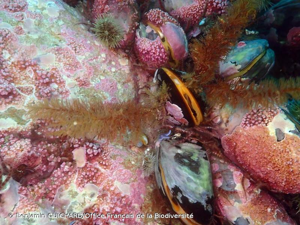 <i>Modiolus modiolus</i> (Linnaeus, 1758) © Benjamin GUICHARD/Office Français de la Biodiversité