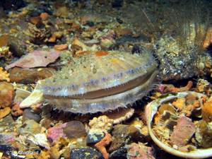 <i>Aequipecten opercularis</i> (Linnaeus, 1758) © B. Guichard